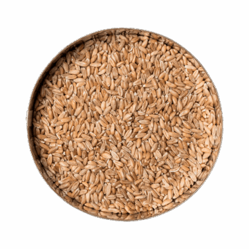 06-dinkel-ganzkorn-draufsicht Dinkel-Ganzkorn (DE)
