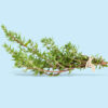 068_Thymian_Gefriergetrocknet Kräuter-Paket