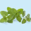 Oregano Kräuter-Paket
