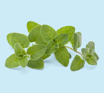 Oregano Kräuter-Paket