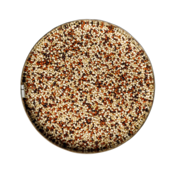Quinoa tricolore